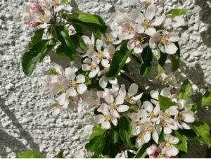 A close up image on apple blossom